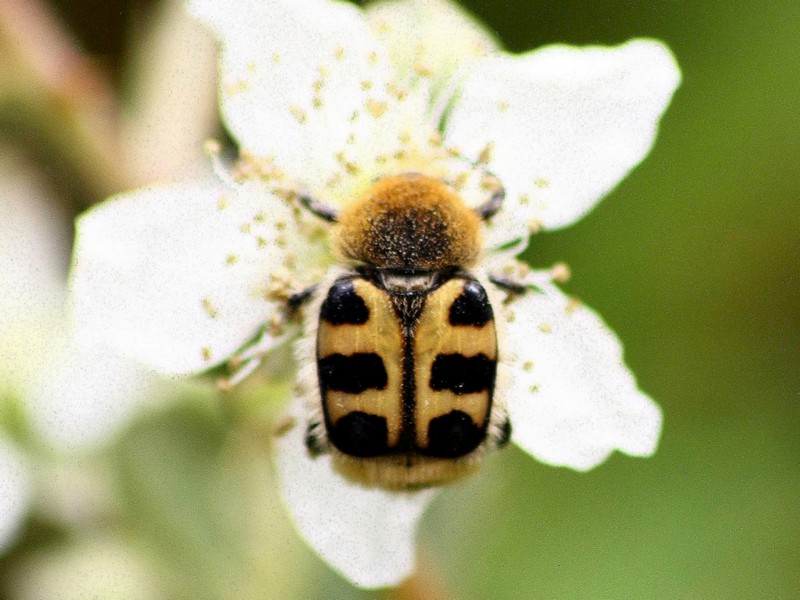 Serie di Cetoniidae del Parco del Ticino